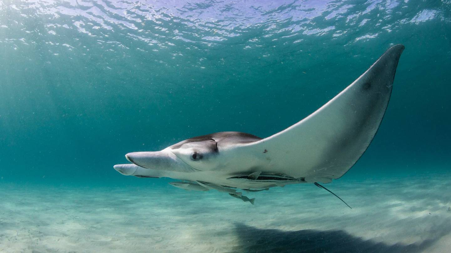 New Manta Ray Species Discovered: Urgent Conservation Needed