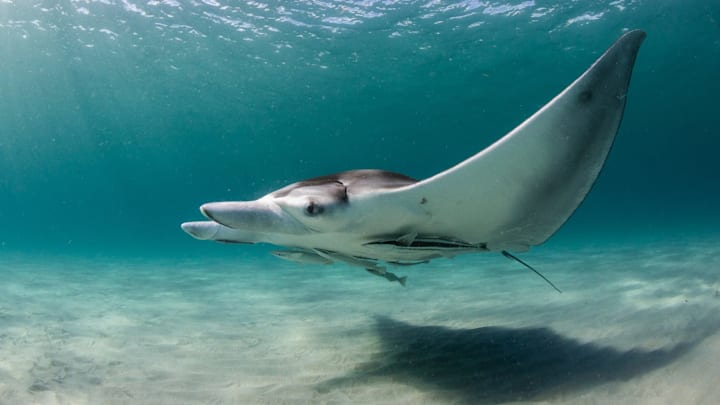This one‘s a juvenile female, according to the Marine Megafauna Foundation.