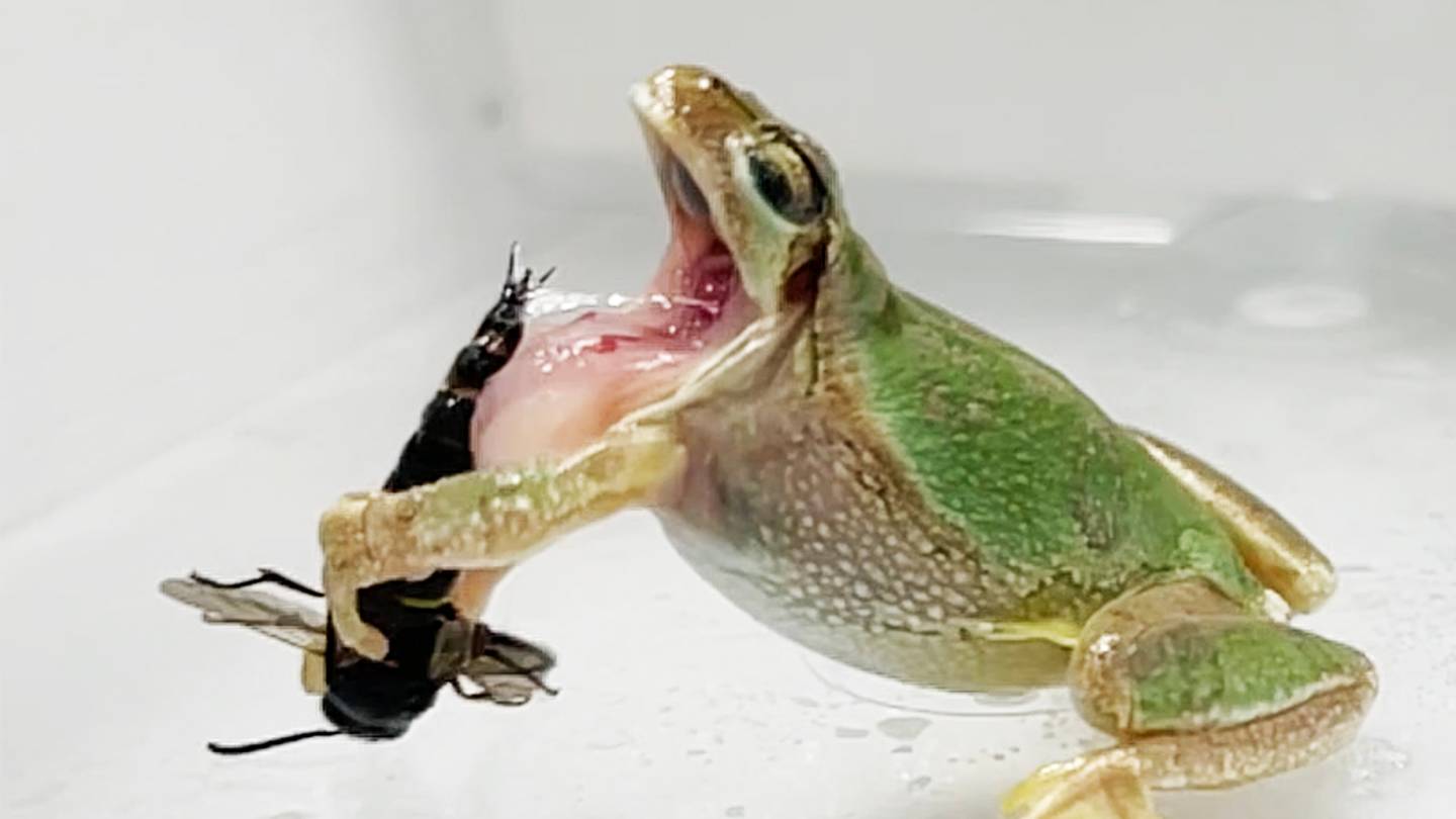 Male Wasps Can Use Genital Spikes to Ward Off Frogs