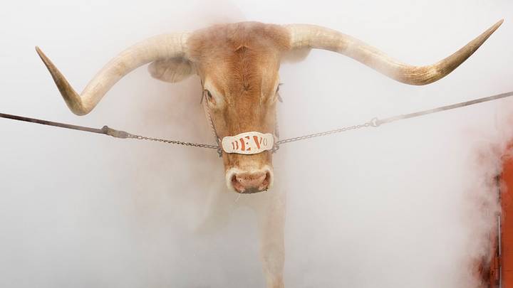 Sep 6, 2025; Austin, Texas, USA; Texas Longhorns live mascot Bevo Sep 6, 2025; Austin, Texas, USA; Texas Longhorns live mascot Bevo