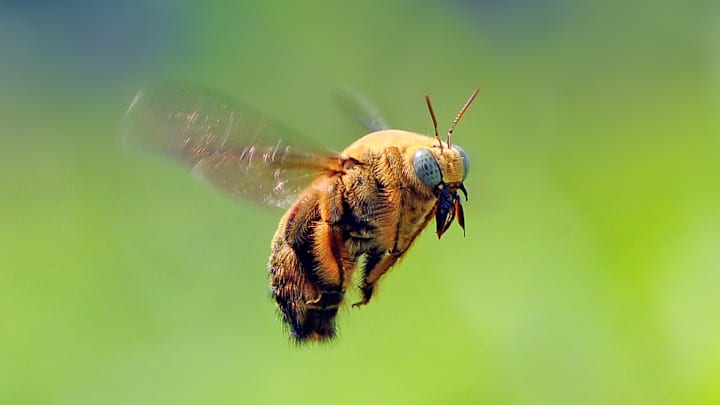 Bees have given us lots of idioms.