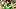 Oregon Ducks quarterback Dante Moore usc trojans college football playoff dan lanning lincoln riley los angeles colisuem Oregon Ducks quarterback Dante Moore usc trojans college football playoff dan lanning lincoln riley los angeles colisuem