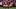 San Francisco 49ers, Brock Purdy, Sam Darnold, Brandon Allen San Francisco 49ers, Brock Purdy, Sam Darnold, Brandon Allen