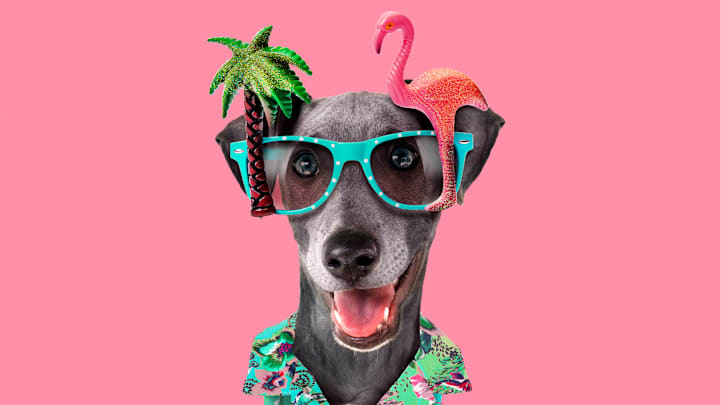 The dog days of summer don’t actually have anything to do with this dog.