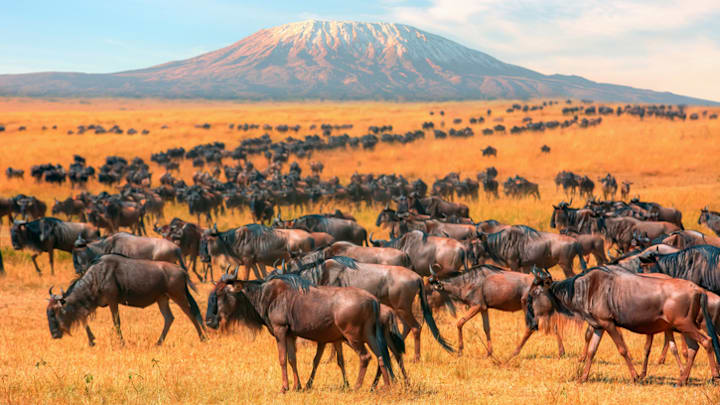 Two of the seven natural wonders of Africa: The wildebeest migration with Mount Kilimanjaro in the background.