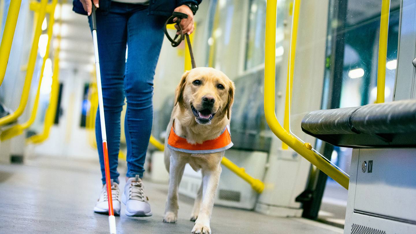The Reason You Should Never Pet a Service Dog