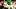 Oregon Ducks quarterback Dante Moore Oregon Ducks quarterback Dante Moore