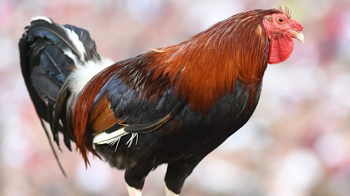 South Carolina Gamecocks mascot Sir Big Spur