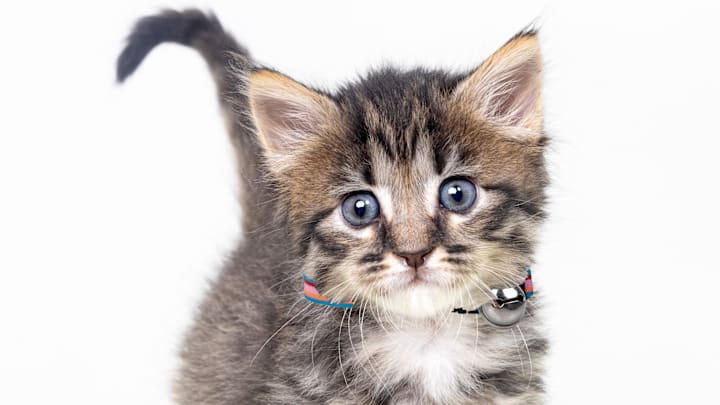 Image courtesy Williamson County Animal Center.