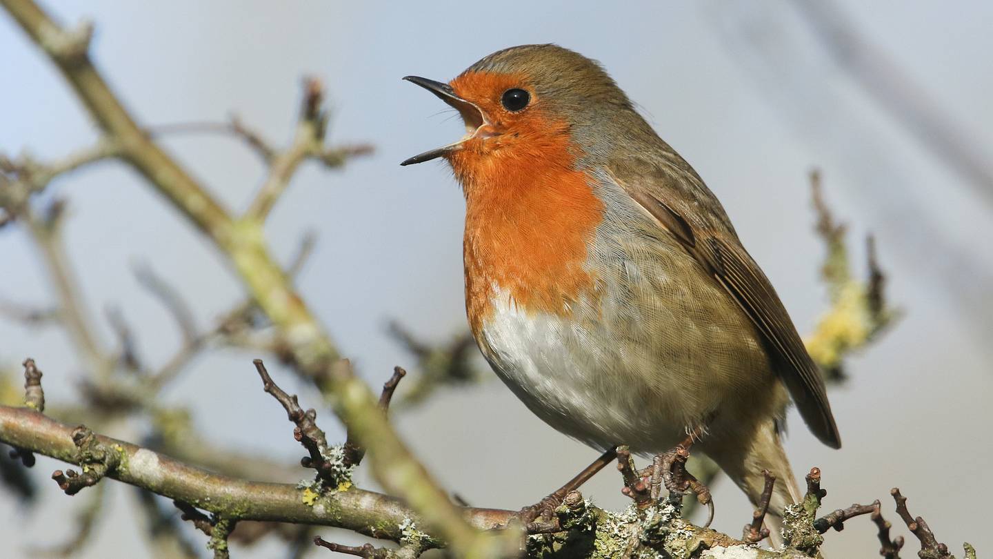 Why Do Some Birds Sing, While Others Caw?