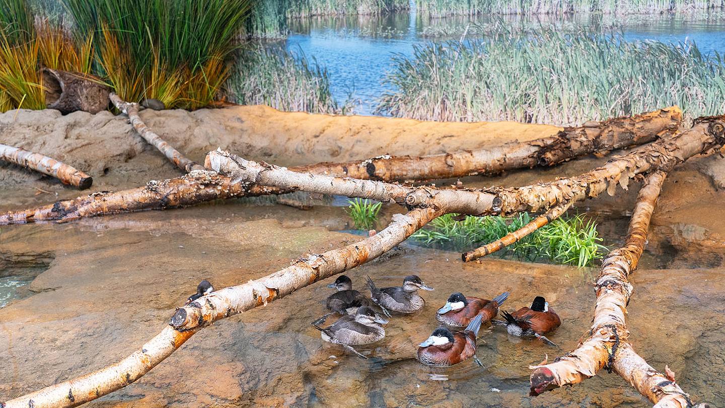 Smithsonian National Zoo's New Bird House Highlights Migratory Birdsâ Incredible Journeys