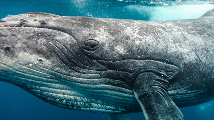 A humpback whale in clear tropical waters