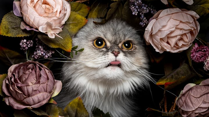 A fluffy gray cat surrounded by roses