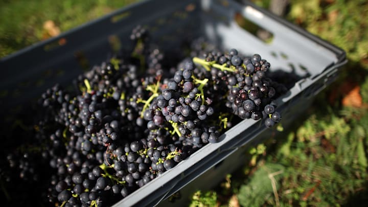 Staff At Denbies Vineyard Harvest The Current Crop As Experts Predict Exceptional Year For British