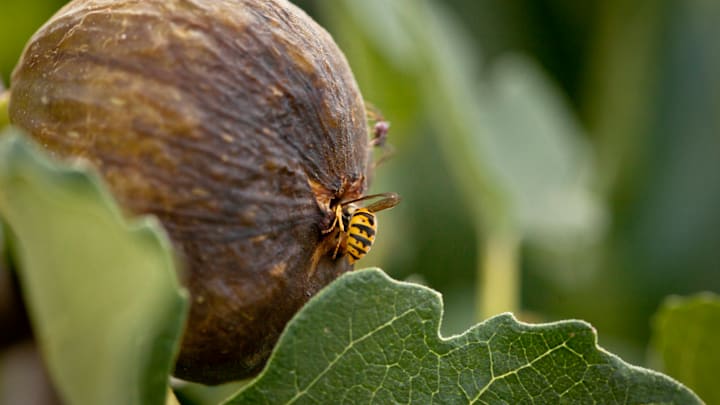 A wasp burrows into a fig. A wasp burrows into a fig.