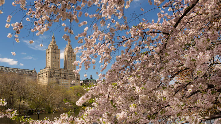 Cherry blossoms as seen from Central Park's Reservoir, with the El Dorado in the background.