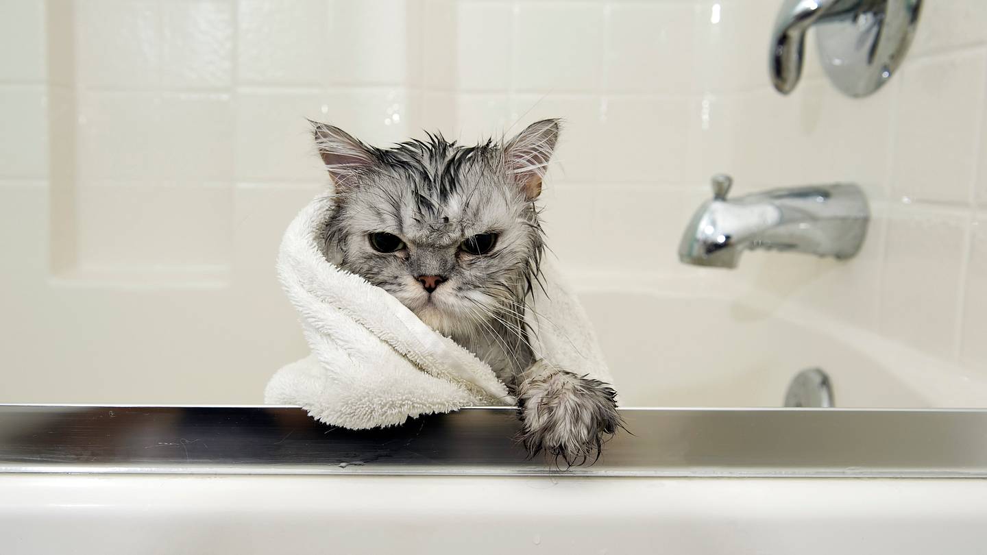 How to Give Your Cat a Bath