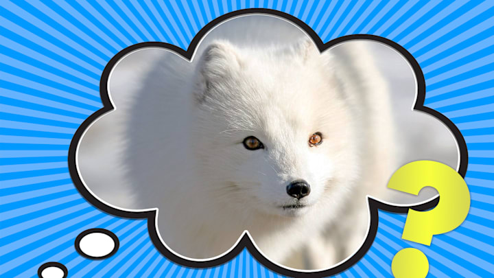 Don't let this sweet face fool you: Arctic foxes eat anything that moves.