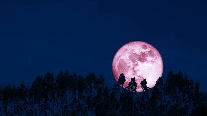 Pink moon against dark blue sky rising above trees Pink moon against dark blue sky rising above trees