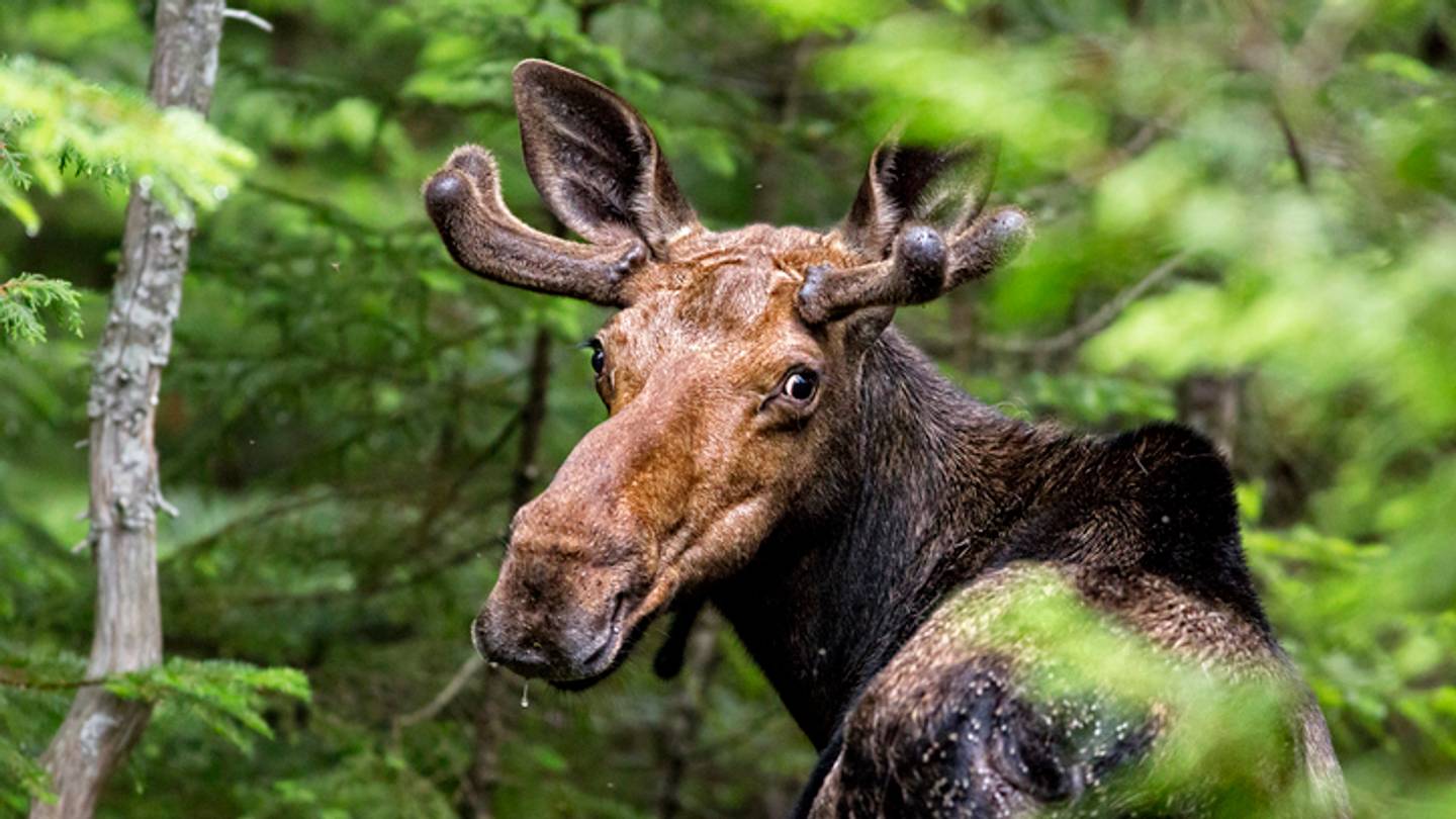 10 Hefty Facts About Moose