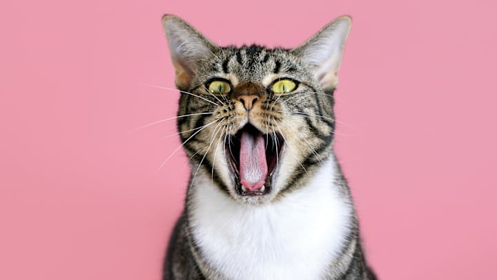 September is Happy Cat Month. 