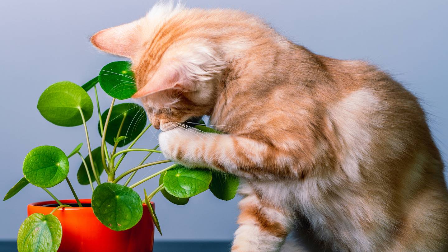 20 Pet-Friendly Houseplants That Are Safe for Cats or DogsâAnd 20 That Aren't