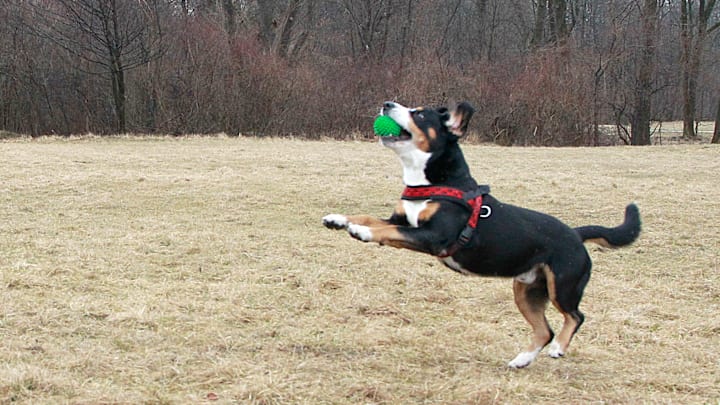 Dog Training