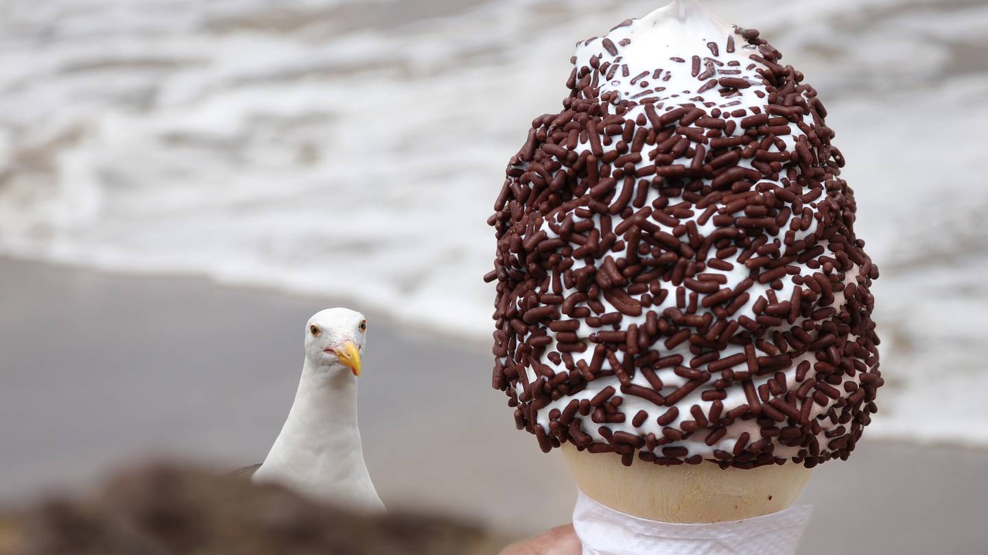A Scottish Seaside Food Shack Is Offering 'Seagull Insurance'