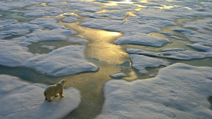 A polar bear in the Arctic.