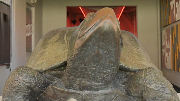 Sep 2, 2023; College Park, Maryland, USA;  
A general view of Testudo the Terrapin. the Maryland Terrapins mascot in the Mark L. Butler tunnel before the game against the Towson Tigers  at SECU Stadium. Mandatory Credit: Tommy Gilligan-Imagn Images