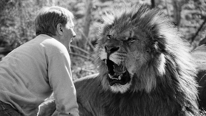 Some of these movies were so dangerous to make, even the directors themselves suffered injuries. 