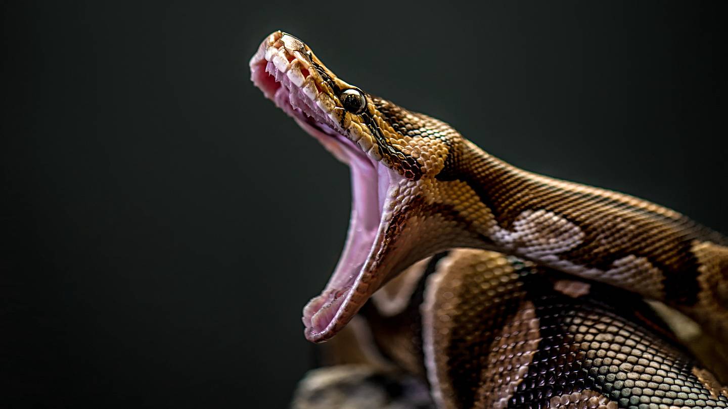 9 Animals That Have Invaded FloridaÂ