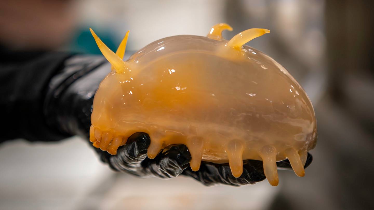 Australia's Expedition Uncovers Climate Impact on Unique Marine Life