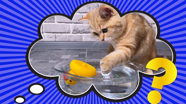 Well, this cat was clearly set up.