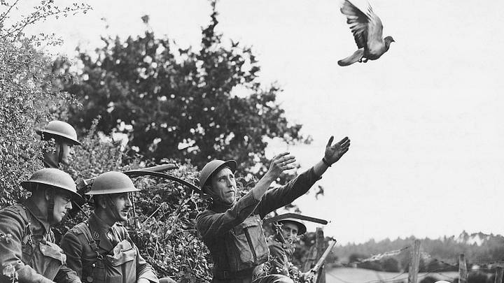English Army Detachment Releasing Pigeon English Army Detachment Releasing Pigeon