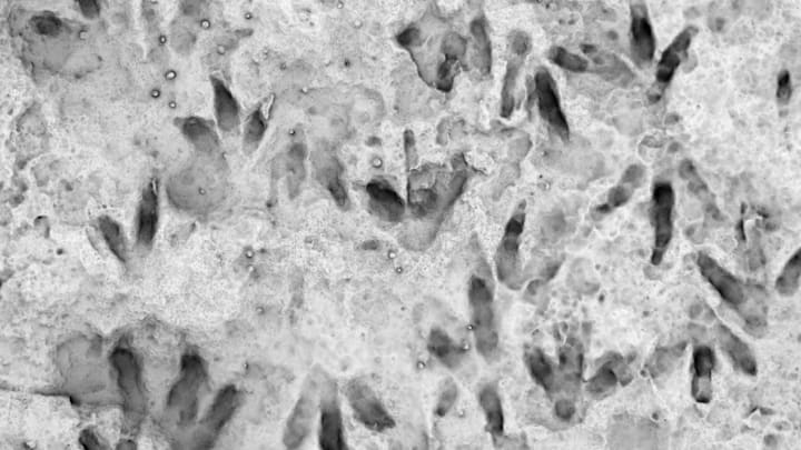 The ‘school fossil boulder’ originating from Dunn Creek Mining Area, Callide, Queensland.