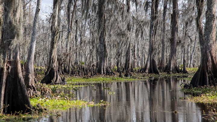 Cypress trees covered in Spanish moss in Louisiana's Manchac swamp.
