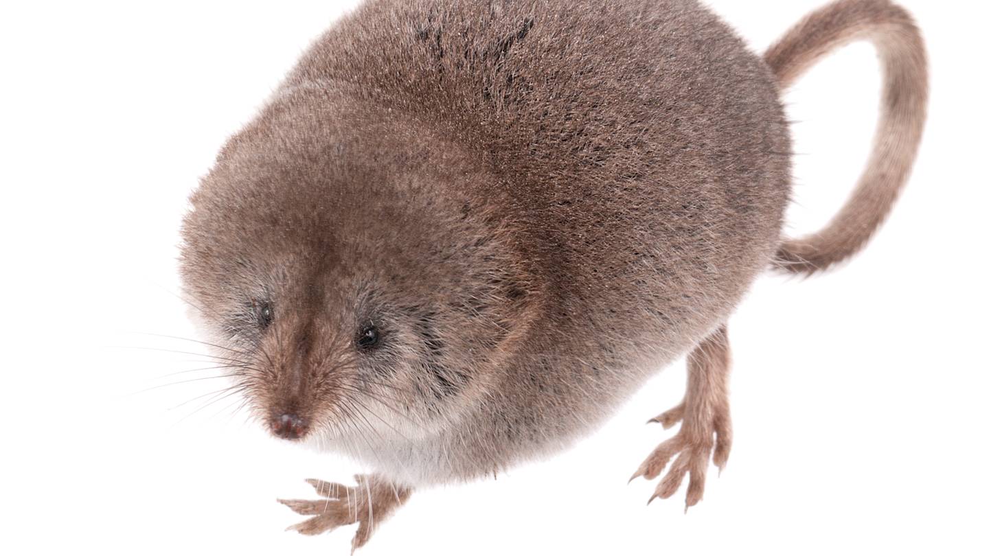 Camera-Shy Mount Lyell Shrew Photographed for the First Time in California