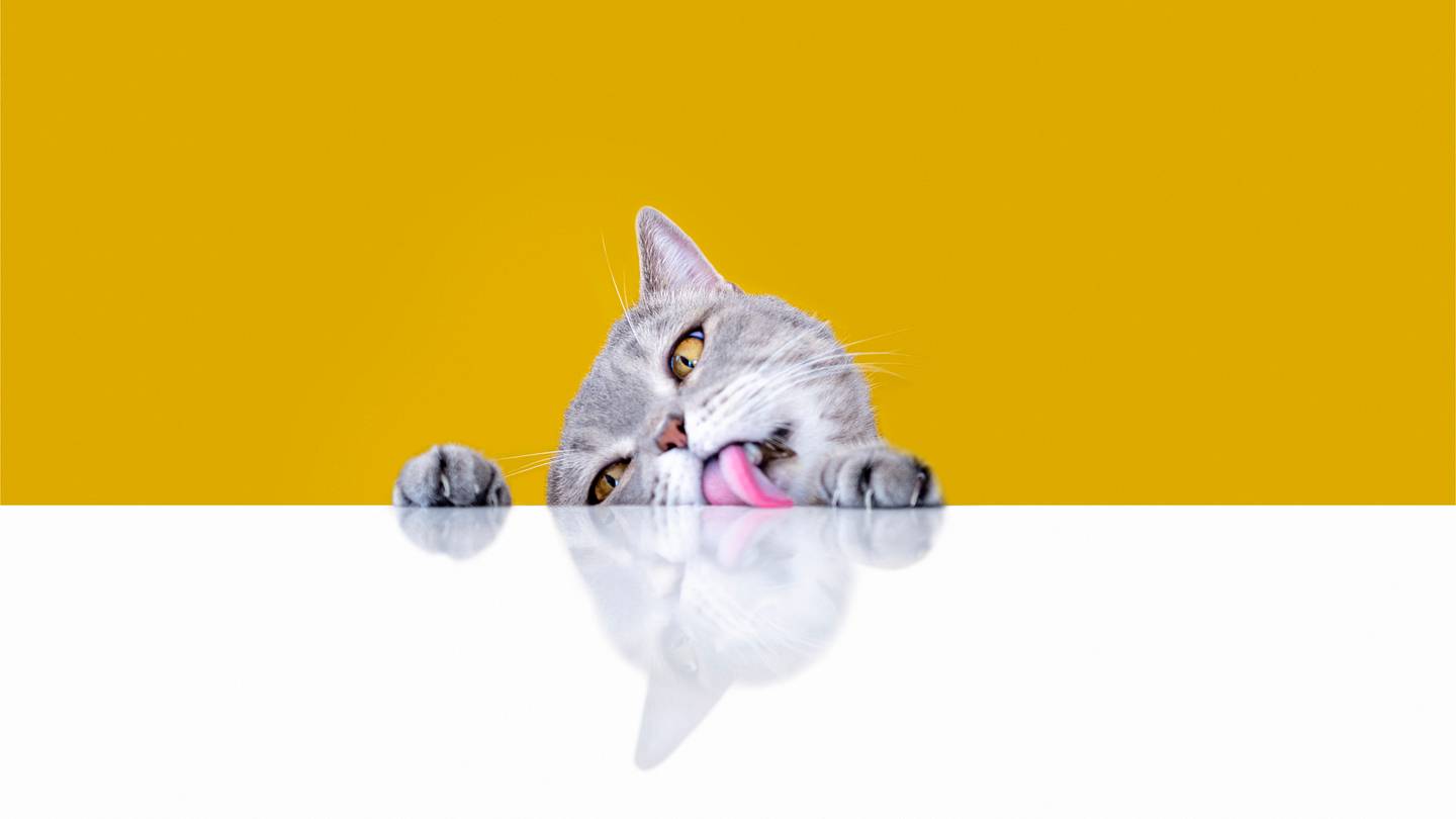 Why Do Cats Lick Tape and Plastic?