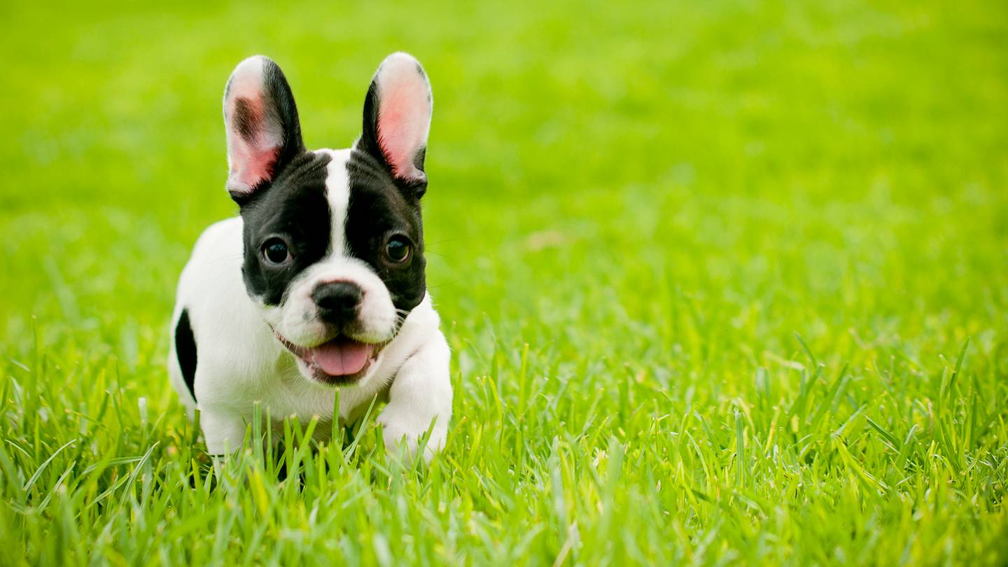 The 10 Most (And 10 Least) Popular Dog Breeds in the U.S.