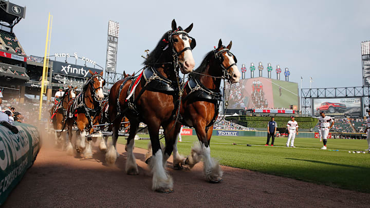 The Budweiser Clydesdales at a Chicago White Sox vs Chicago Cubs game in 2019. 