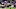 Baltimore Ravens, Daryl Worley Baltimore Ravens, Daryl Worley
