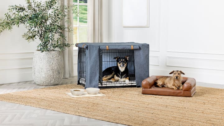 Nate + Jeremiah for PetSmart, cat and dog collection. Image courtesy PetSmart