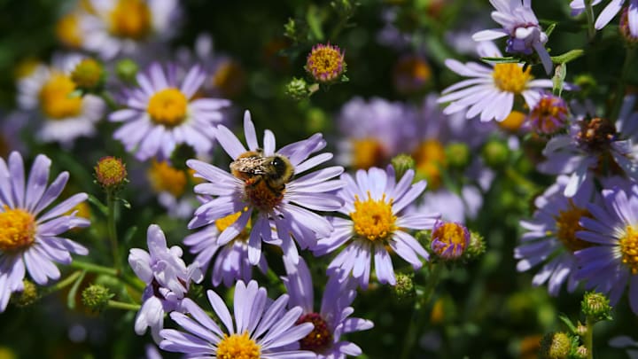 A bee rests in a field of purple asters