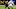 Baltimore Ravens, Rock Ya-Sin Baltimore Ravens, Rock Ya-Sin