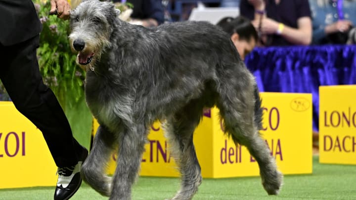 147th Annual Westminster Kennel Club Dog Show Presented by Purina Pro Plan