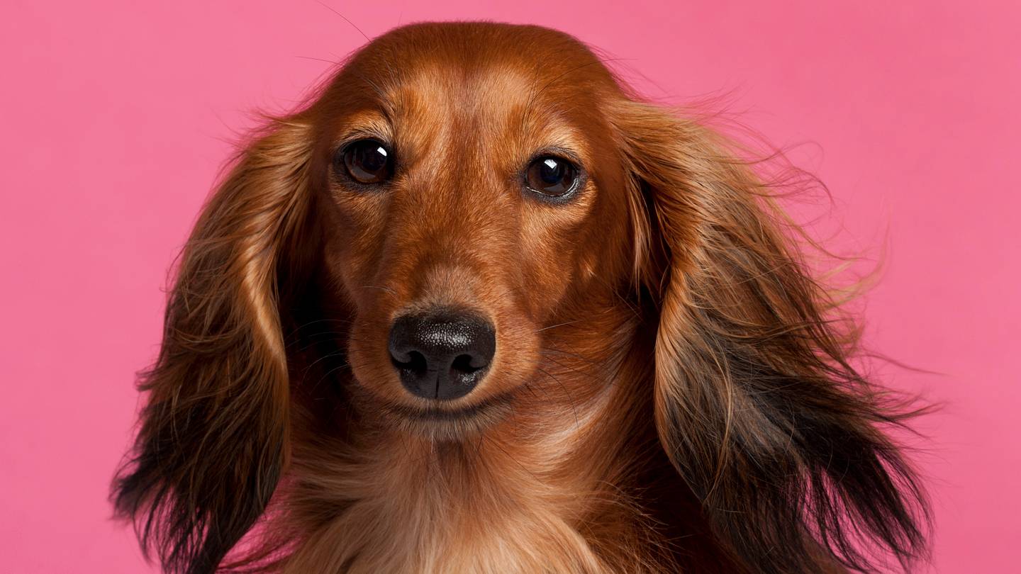 9 Short Facts About Dachshunds