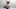 Young Ragdoll Kitten about to sneeze standing against a plain background