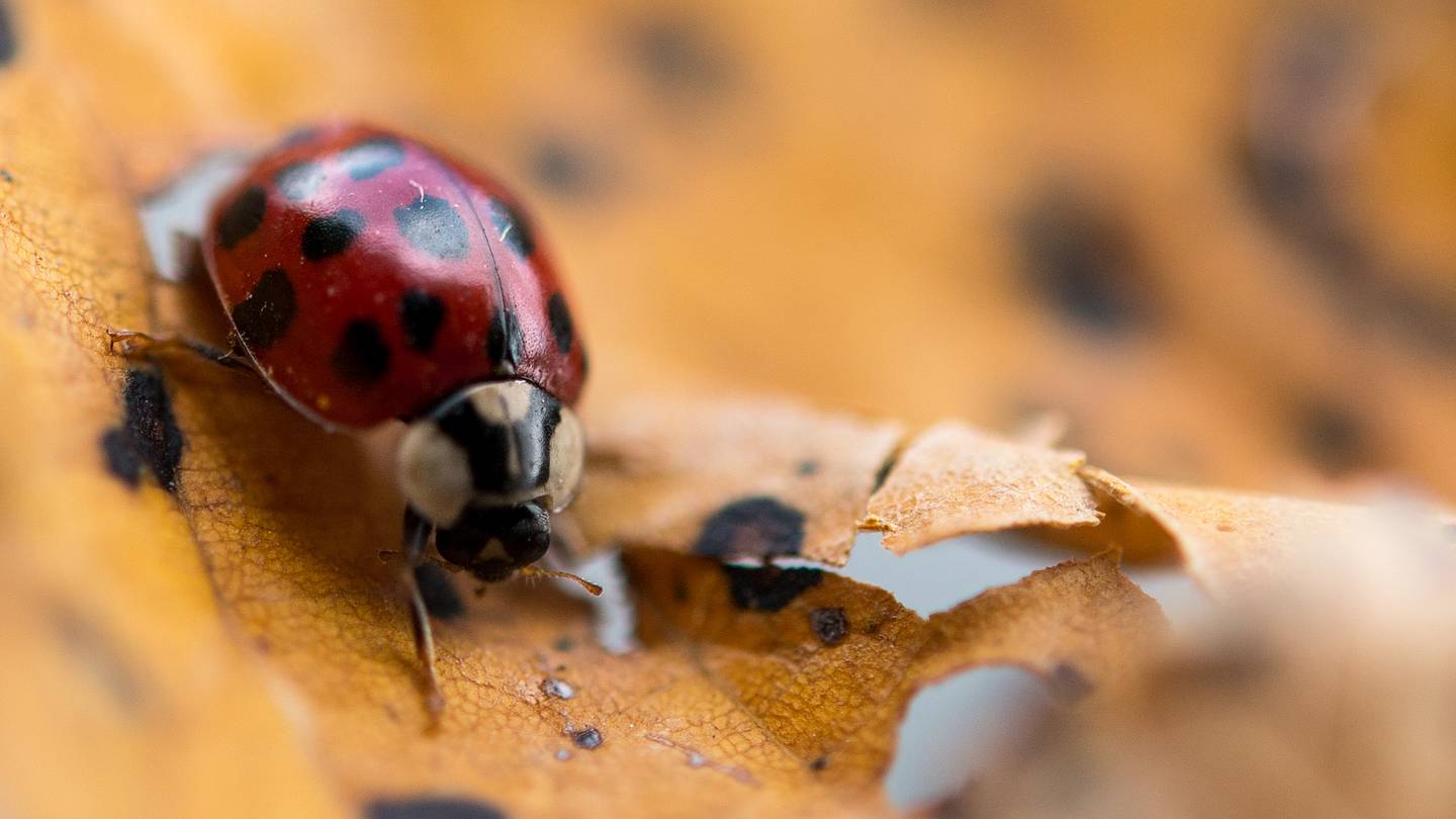 Whatâs the Difference Between Bugs and Insects?