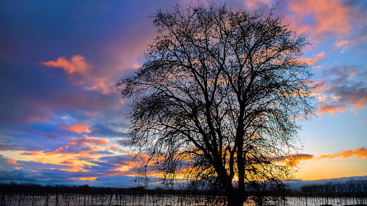 The sun sets behind a tree on Rond Road and Peltier Road in Thornton on Mar. 14, 2023.
